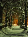 Snowy linden alley on winter night Royalty Free Stock Photo