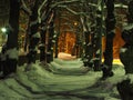 Snowy linden alley on winter night Royalty Free Stock Photo