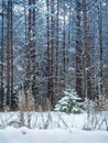 A snowy little tree stands at the edge of the forest. There are many tall pines around. Winter forest background Royalty Free Stock Photo