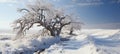 Snowy lonely trees on winter landscape