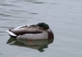 Snowy Mallard takes Cover in Snow Storm Royalty Free Stock Photo