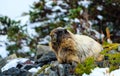 Snowy Marmot