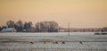 Snowy meadow field with horde of deer eating grass