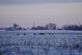 Snowy meadow field with horde of deer eating grass