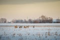Snowy meadow field with horde of deer eating grass