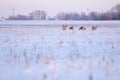 Snowy meadow field with horde of deer eating grass