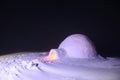 On a snowy meadow is the igloo.