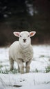 Snowy meadow setting frames cute lamb gazing at camera