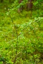 Snowy mespilus (amelanchier ovalis). Early spring. Shrub with the first leaves.