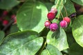 Snowy mespilus, Amelanchier ovalis