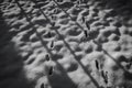 Snowy morning in a garden, black and white.