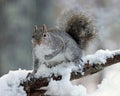 Snowy Morning Squirrel Royalty Free Stock Photo