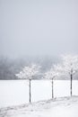 Snowy Morning Trees 2