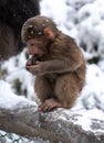 Snowy Mount Emei, monkeys are eating biscuits, Sichuan, China Royalty Free Stock Photo