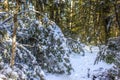 Snowy mountain path through beech forest