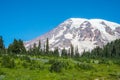 Snowy Mountain Peak Wildflowers and Green Forest Royalty Free Stock Photo