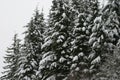 New Snow in Mount Hood national forest area in Oregon