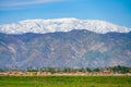 Snowy Mountain View With Palm Trees in the Distance