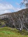 Snowy mountains above Jyndabyne Royalty Free Stock Photo