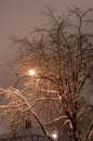 Snowy night tree and lantern in its braches Royalty Free Stock Photo