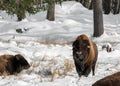 Snowy-Nose Buffalo Standing Straight Under the Sun