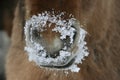 The snowy nose of an Islandic horse Royalty Free Stock Photo