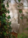 Snowy olw sits on a stump in a wild