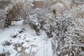 Snowy ornamental garden