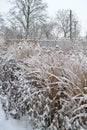 Snowy ornamental garden