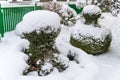 Snowy ornamental tree