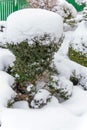 Snowy ornamental tree