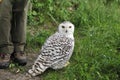Snowy owl Royalty Free Stock Photo