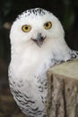 Snowy owl Royalty Free Stock Photo