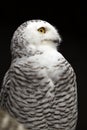 Snowy Owl Royalty Free Stock Photo