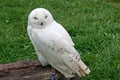 Snowy Owl Royalty Free Stock Photo