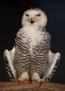 Snowy Owl Royalty Free Stock Photo