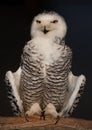 Snowy Owl