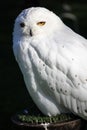 Snowy owl Royalty Free Stock Photo