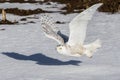 Snowy Owl