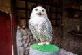Snowy owl in Alpaca hill zoo. Close up shot Royalty Free Stock Photo
