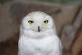 Snowy owl in Antwerp Zoo, Belgium Royalty Free Stock Photo