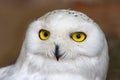 Snowy owl in Antwerp Zoo, Belgium Royalty Free Stock Photo
