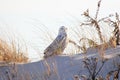 Snowy Owl at the Beach