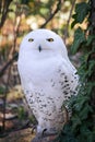 Snowy owl at Berlin Zoo with beautiful white plumage Royalty Free Stock Photo