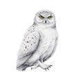 Snowy owl bird watercolor illustration. Hand drawn realistic white owl single element. Wildlife arctic avian. Polar Royalty Free Stock Photo