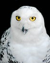 The Snowy Owl, Black Background Royalty Free Stock Photo