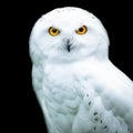 Snowy owl with a black background Royalty Free Stock Photo