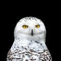 Snowy owl with a black background Royalty Free Stock Photo