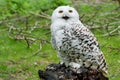 Snowy Owl (Bubo scandiacus)