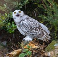 The snowy owl, Bubo scandiacus